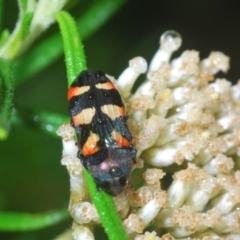 Castiarina sexplagiata at Paddys River, ACT - 6 Jan 2022