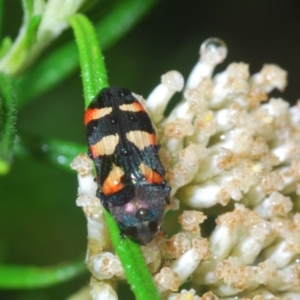 Castiarina sexplagiata at Paddys River, ACT - 6 Jan 2022 09:28 AM