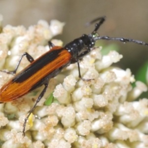 Stenoderus suturalis at Paddys River, ACT - 6 Jan 2022