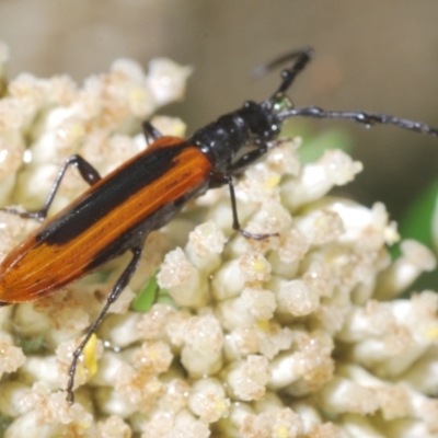 Stenoderus suturalis (Stinking Longhorn) at Paddys River, ACT - 5 Jan 2022 by Harrisi