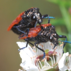 Castiarina nasuta at Cotter River, ACT - 3 Jan 2022