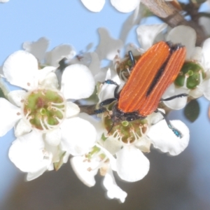 Castiarina nasuta at Cotter River, ACT - 3 Jan 2022