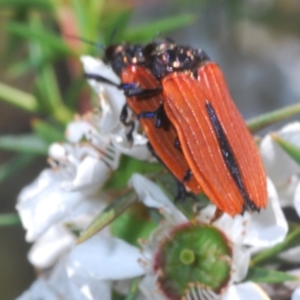 Castiarina nasuta at Cotter River, ACT - 3 Jan 2022