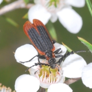 Trichalus sp. (genus) at Cotter River, ACT - 3 Jan 2022