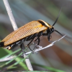 Ellipsidion australe at Molonglo Valley, ACT - 5 Jan 2022