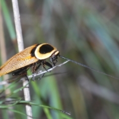 Ellipsidion australe at Molonglo Valley, ACT - 5 Jan 2022