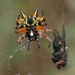 Austracantha minax (Christmas Spider, Jewel Spider) at ANBG - 9 Jan 2022 by TimL