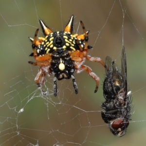 Austracantha minax at Acton, ACT - 9 Jan 2022