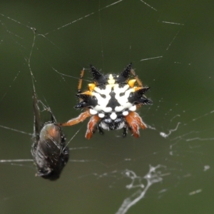 Austracantha minax at Acton, ACT - 9 Jan 2022