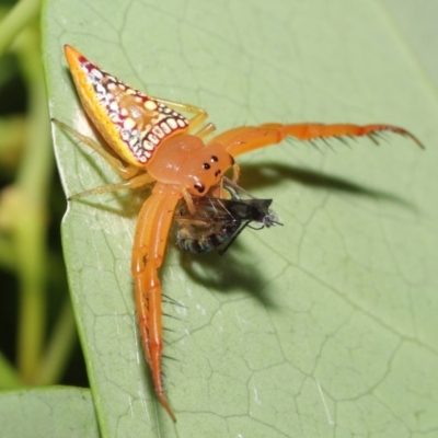 Arkys walckenaeri (Triangle spider) at ANBG - 9 Jan 2022 by TimL