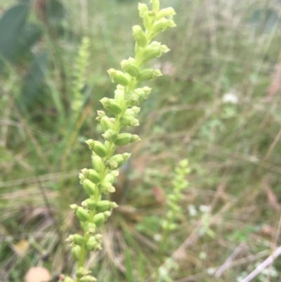 Microtis parviflora (Slender Onion Orchid) at Tennent, ACT - 8 Jan 2022 by dgb900