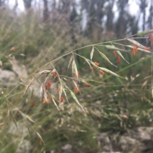 Rytidosperma pallidum at Tennent, ACT - 9 Jan 2022