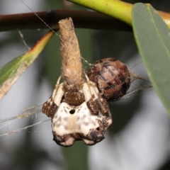 Celaenia excavata (Bird-dropping spider) at ANBG - 9 Jan 2022 by TimL