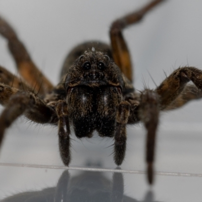 Venatrix speciosa (Wolf spider) at Jerrabomberra, NSW - 28 Oct 2021 by MarkT