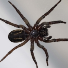 Venatrix speciosa at Jerrabomberra, NSW - 28 Oct 2021