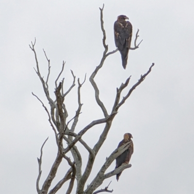 Aquila audax (Wedge-tailed Eagle) at Hackett, ACT - 11 Jan 2022 by sbittinger