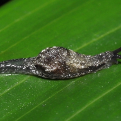 Cystopelta astra (Snowy Mountains Humpback Slug) at Acton, ACT - 7 Jan 2022 by TimL