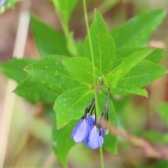 Billardiera (genus) at Pambula Beach, NSW - 3 Jan 2022 by KylieWaldon