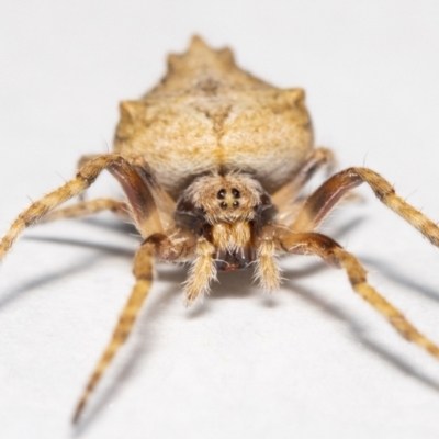 Socca pustulosa (Knobbled Orbweaver) at Jerrabomberra, NSW - 24 Oct 2021 by MarkT