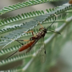 Ichneumonidae (family) (Unidentified ichneumon wasp) at Cook, ACT - 9 Jan 2022 by Tammy