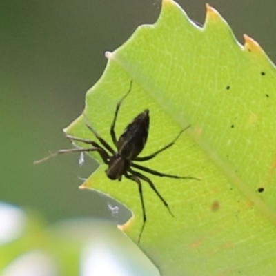 Oxyopes sp. (genus) (Lynx spider) at Cook, ACT - 9 Jan 2022 by Tammy