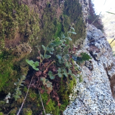 Asplenium subglandulosum (Blanket Fern) at Tennent, ACT - 9 Jan 2022 by gregbaines