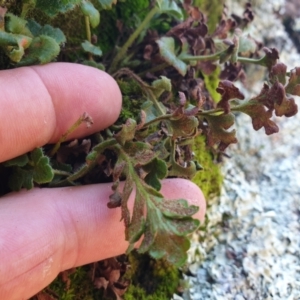 Pleurosorus rutifolius at Tennent, ACT - 9 Jan 2022