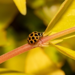 Harmonia conformis at Jerrabomberra, NSW - suppressed