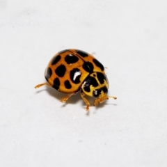 Harmonia conformis at Jerrabomberra, NSW - 19 Oct 2021