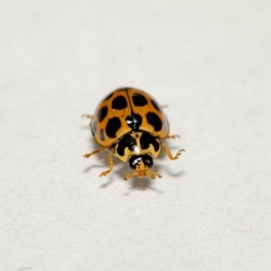 Harmonia conformis at Jerrabomberra, NSW - suppressed