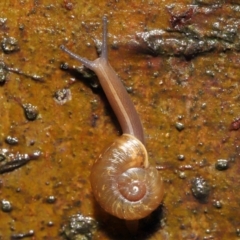 Austrorhytida capillacea (Common Southern Carnivorous Snail) at ANBG - 7 Jan 2022 by TimL