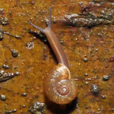 Austrorhytida capillacea (Common Southern Carnivorous Snail) at ANBG - 7 Jan 2022 by TimL