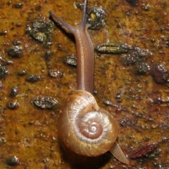 Austrorhytida capillacea at Acton, ACT - 7 Jan 2022