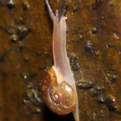 Austrorhytida capillacea at Acton, ACT - 7 Jan 2022