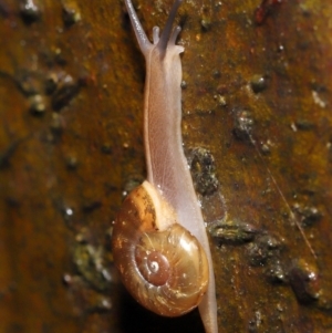 Austrorhytida capillacea at Acton, ACT - 7 Jan 2022