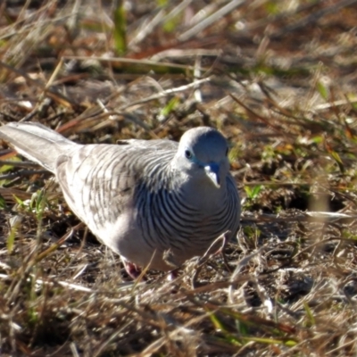 Geopelia placida (Peaceful Dove) at Ingham, QLD - 27 Sep 2020 by TerryS