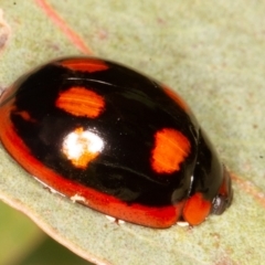 Paropsisterna beata (Blessed Leaf Beetle) at Jerrabomberra, ACT - 10 Jan 2022 by rawshorty