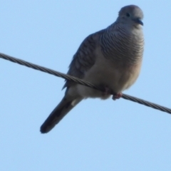 Geopelia placida (Peaceful Dove) at Ingham, QLD - 4 Oct 2020 by TerryS