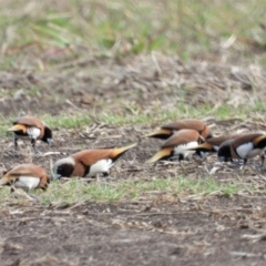 Lonchura castaneothorax (Chestnut-breasted Mannikin) at Toobanna, QLD - 4 Oct 2020 by TerryS