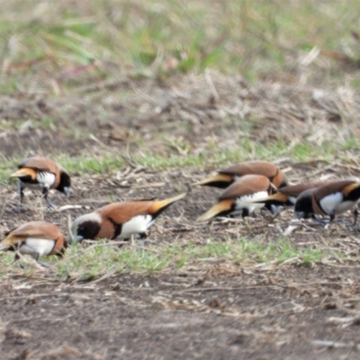 Lonchura castaneothorax (Chestnut-breasted Mannikin) at Toobanna, QLD - 4 Oct 2020 by TerryS