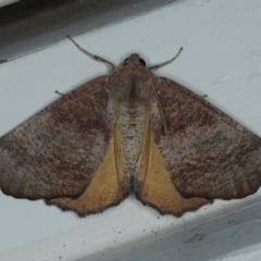 Mnesampela privata (Autumn Gum Moth) at Ainslie, ACT - 9 Jan 2022 by jbromilow50