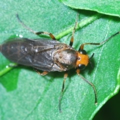 Inopus rubriceps (Sugarcane Soldier Fly) at Stirling, ACT - 6 Jan 2022 by Harrisi