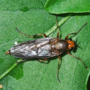 Inopus rubriceps at Stirling, ACT - 7 Jan 2022 08:52 AM