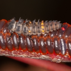 Harmonia conformis at Jerrabomberra, ACT - 10 Jan 2022