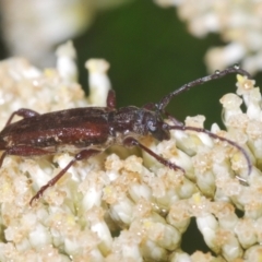 Pempsamacra dispersa (Longhorn beetle) at Paddys River, ACT - 5 Jan 2022 by Harrisi