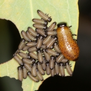 Paropsisterna fastidiosa at Jerrabomberra, ACT - 10 Jan 2022 12:30 PM