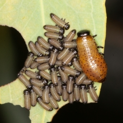 Paropsisterna fastidiosa (Eucalyptus leaf beetle) at Jerrabomberra, ACT - 10 Jan 2022 by rawshorty
