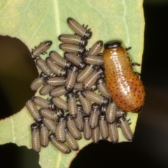 Paropsisterna fastidiosa at Jerrabomberra, ACT - 10 Jan 2022 12:30 PM