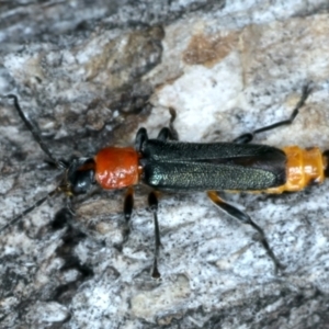 Chauliognathus tricolor at Hackett, ACT - 6 Jan 2022 10:57 AM