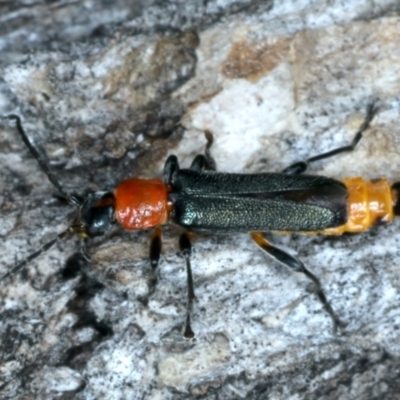 Chauliognathus tricolor (Tricolor soldier beetle) at Hackett, ACT - 6 Jan 2022 by jb2602